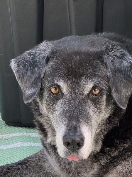 Entry image for Benny . Clicking this image will show a larger photo