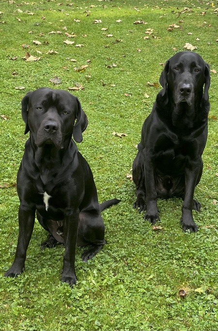 Entry image for Bear and Moose. Clicking this image will show a larger photo