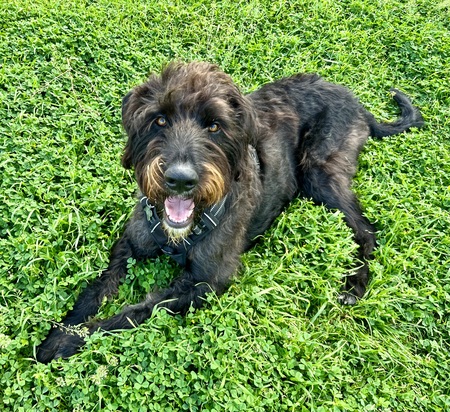Entry image for Bennett. Clicking this image will show a larger photo