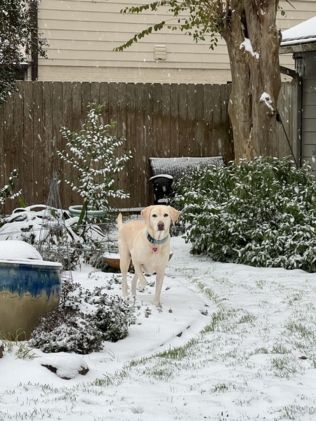 Entry image for Ginger. Clicking this image will show a larger photo