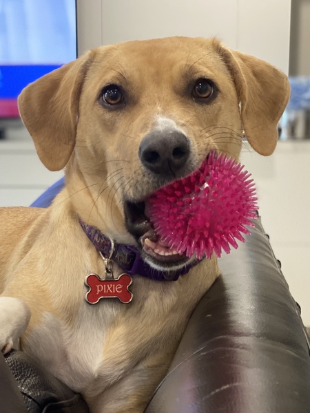 Entry image for Pixie. Clicking this image will show a larger photo