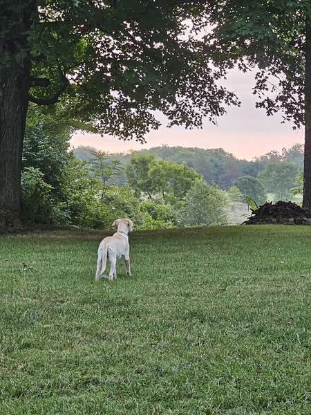 Entry image for Lillie. Clicking this image will show a larger photo