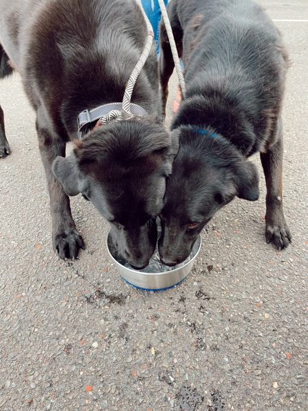 Entry image for Niko and Gus. Clicking this image will show a larger photo