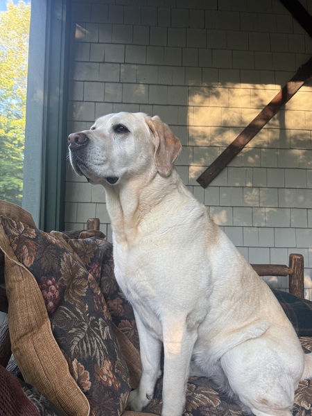 Entry image for Millie. Clicking this image will show a larger photo