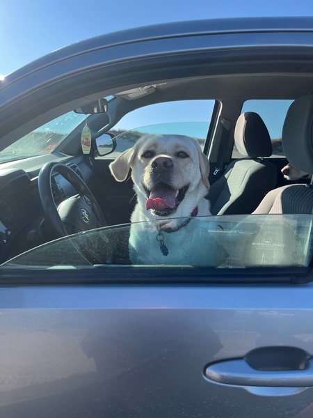 Entry image for Luna. Clicking this image will show a larger photo