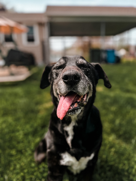 Entry image for Binx. Clicking this image will show a larger photo