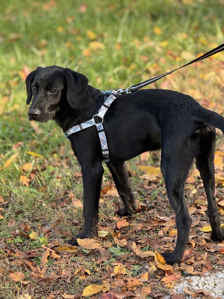 Entry image for Maverick. Clicking this image will show a larger photo