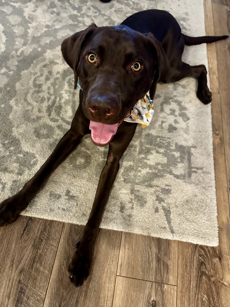 Entry image for Bonnie. Clicking this image will show a larger photo