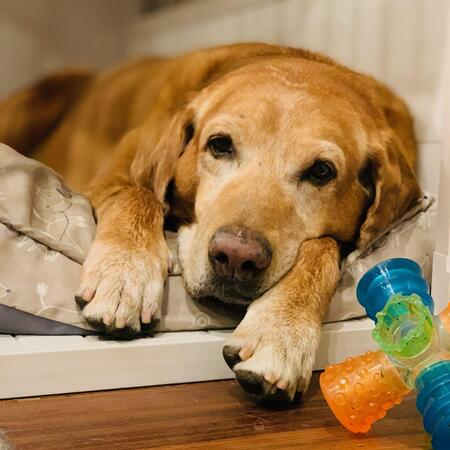 Entry image for Rusty. Clicking this image will show a larger photo