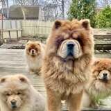 Entry image for The Newfoundland pack