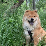Entry image for Bastian
