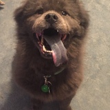 Entry image for Baloo