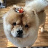 Entry image for Sweetie