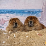 Entry image for Meetu and Blu