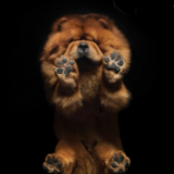 Entry image for DaVinci