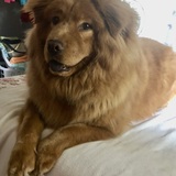 Entry image for Charlie