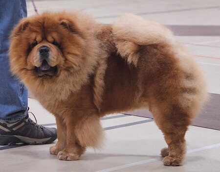 Entry image for Odie. Clicking this image will show a larger photo