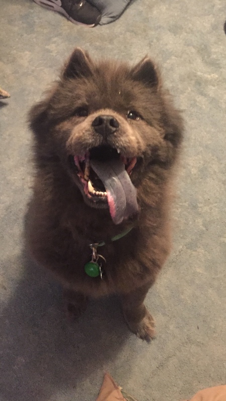 Entry image for Baloo. Clicking this image will show a larger photo