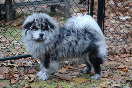 Entry image for Koda. Clicking this image will show a larger photo