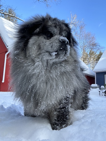 Entry image for Koda. Clicking this image will show a larger photo