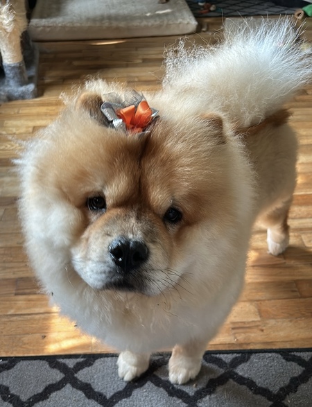 Entry image for Sweetie. Clicking this image will show a larger photo