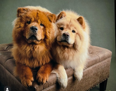 Entry image for Samson and Tex. Clicking this image will show a larger photo