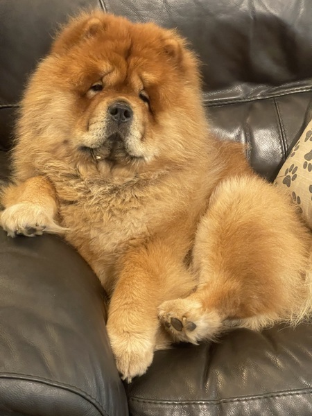 Entry image for Bailey . Clicking this image will show a larger photo