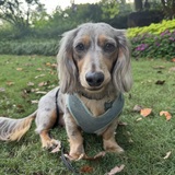 Entry image for Ollie