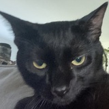 Entry image for Darwin