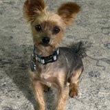 Entry image for Dodger