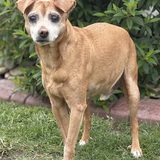 Entry image for Cinnamon