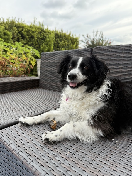 Entry image for Bella Bear Lejunas. Clicking this image will show a larger photo