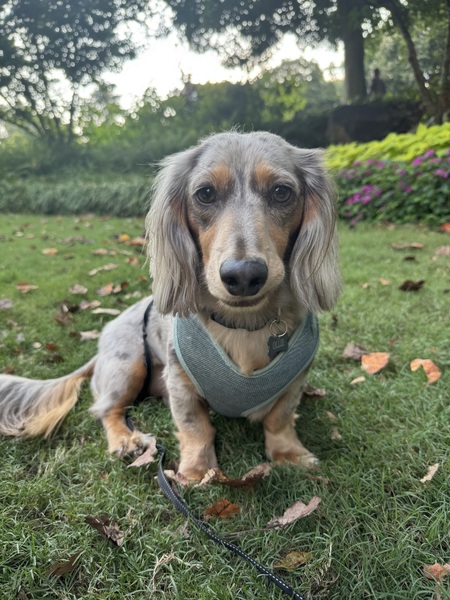 Entry image for Ollie. Clicking this image will show a larger photo