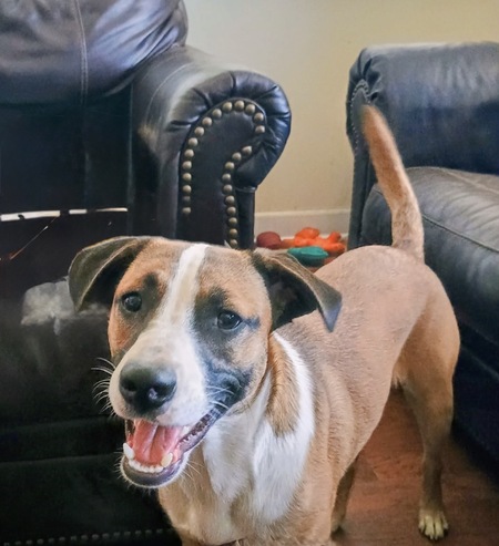 Entry image for Luna. Clicking this image will show a larger photo