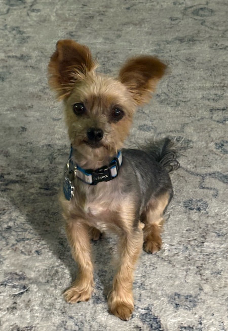 Entry image for Dodger. Clicking this image will show a larger photo