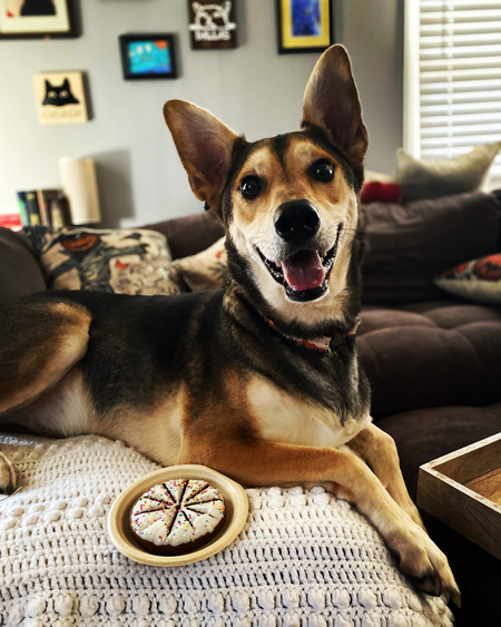 Entry image for Freki. Clicking this image will show a larger photo