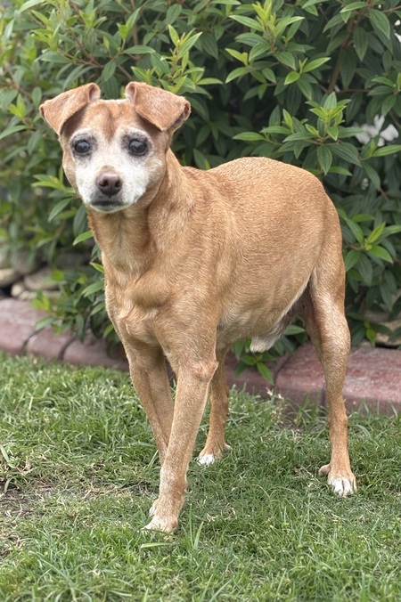 Entry image for Cinnamon. Clicking this image will show a larger photo