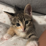 Entry image for Suki