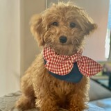 Entry image for Comma