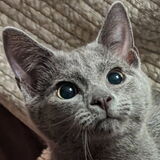 Entry image for Klaus