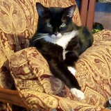 Entry image for Jerome