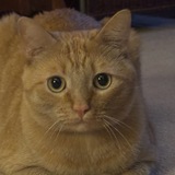 Entry image for Milo