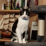 Entry image for Gus Gus