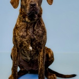 Entry image for Gianna