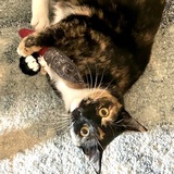 Entry image for Hazel