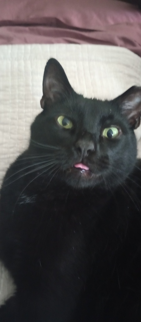 Entry image for Binx. Clicking this image will show a larger photo
