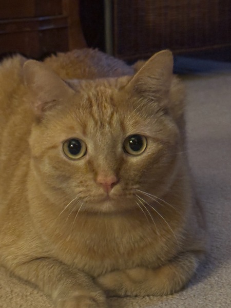 Entry image for Milo. Clicking this image will show a larger photo