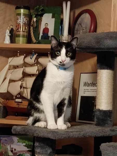 Entry image for Gus Gus. Clicking this image will show a larger photo