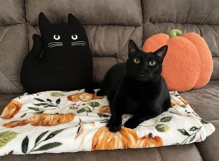 Entry image for Sophie Joy. Clicking this image will show a larger photo