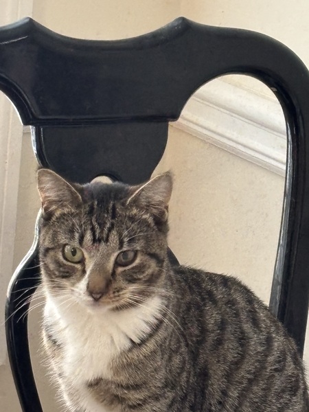 Entry image for Diego . Clicking this image will show a larger photo